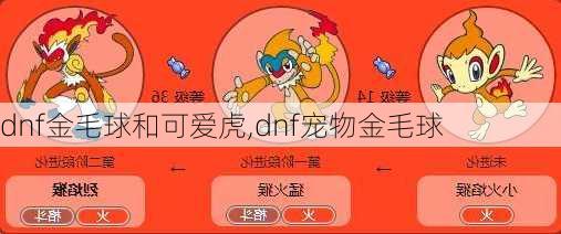 dnf金毛球和可爱虎,dnf宠物金毛球